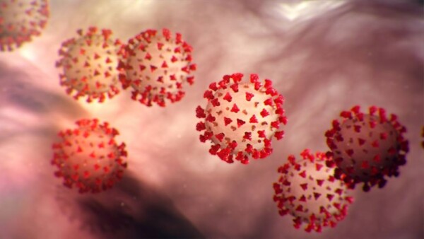 The coronavirus as it appears under a microscope